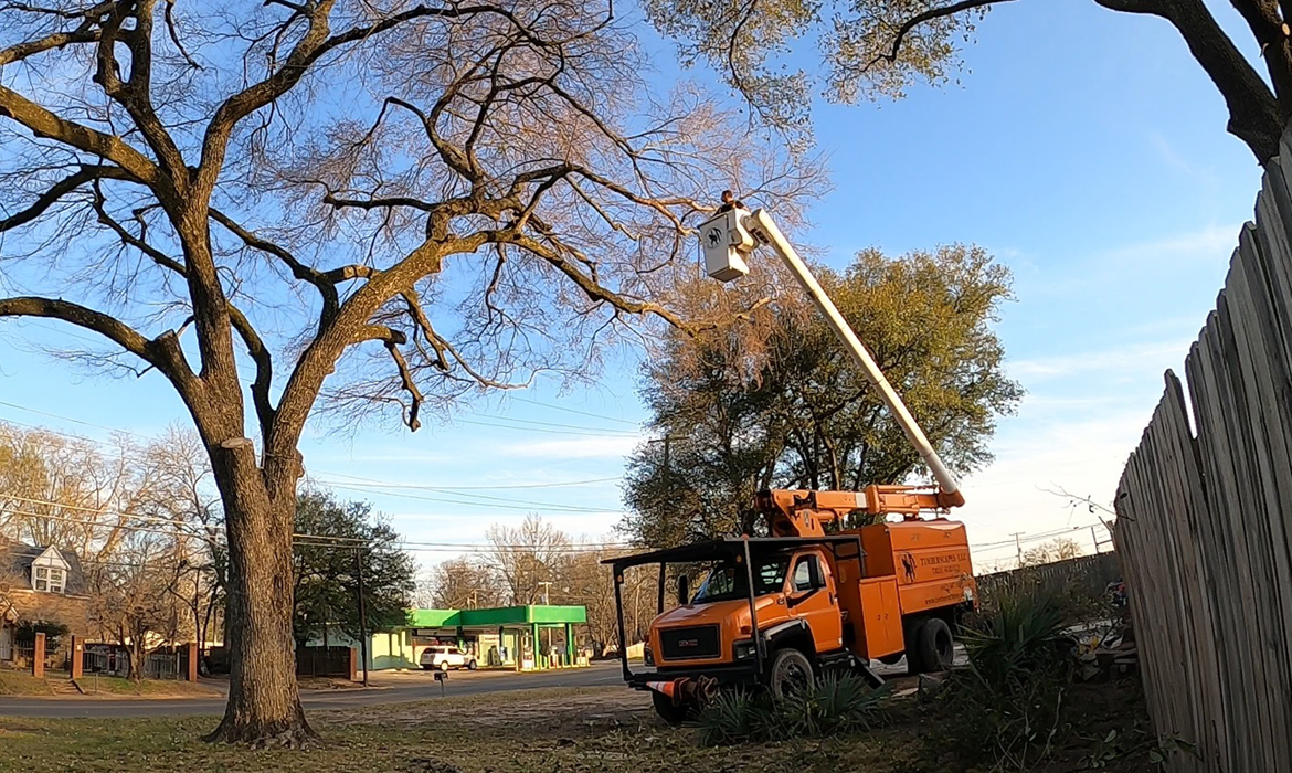 Tree Removal